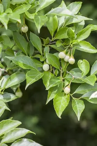 Styrax japonicus 'Pendulus'
