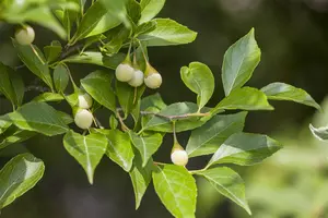 Styrax japonicus 'Pendulus' - 200-250 CM C110 - image 2