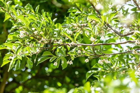 Styrax japonicus 'Pendulus' - 200-250 CM C110 - image 4