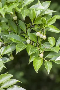 Styrax japonicus 'Rubra Pendula'