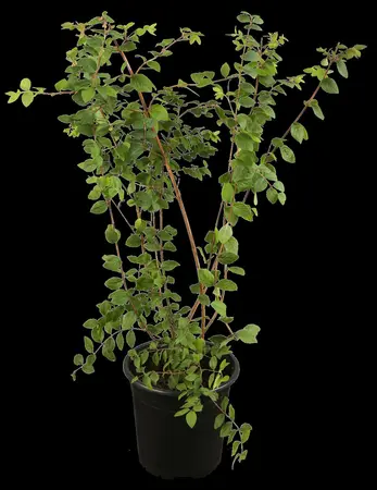 Symphoricarpos albus - 30-40 CM C1.5 - image 1