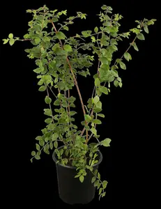 Symphoricarpos albus - 1.5 Ltr pot - image 4