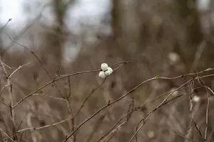 Symphoricarpos albus - P13 - image 2