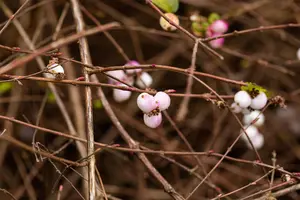 Symphoricarpos albus - 25-30 CM C2 - image 2