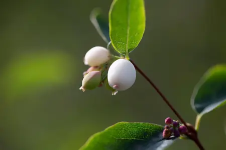 Symphoricarpos albus - 30-40 CM C1.5 - image 4