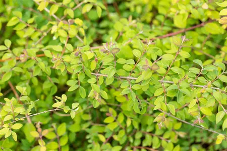 Symphoricarpos chen. 'Hancock' - 20-30 CM C2 - image 2