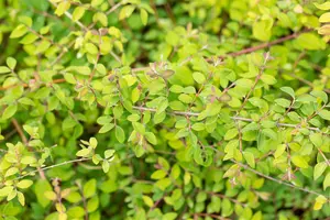 Symphoricarpos chen. 'Hancock' - 20-30 CM C2 - image 2