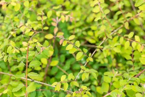 Symphoricarpos chen. 'Hancock' - 20-30 CM C2 - image 3