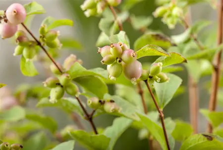 Symphoricarpos d. 'Magic Berry' - 40-50 CM C7.5
