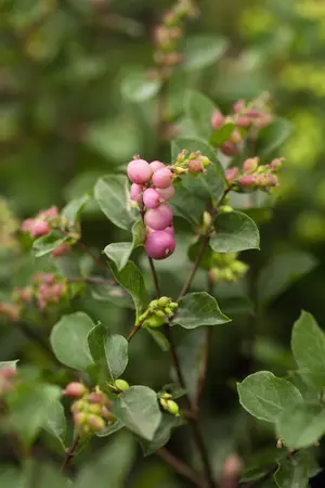 Symphoricarpos d. 'Magical Candy'? - 2 Ltr pot