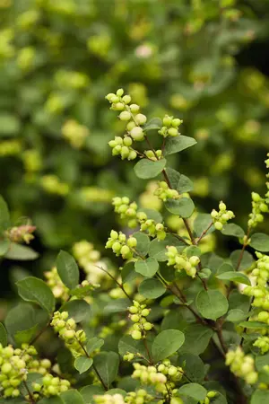 Symphoricarpos d. 'Mother of Pearl' - 40-60 CM C2 - image 2