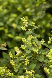 Symphoricarpos d. 'Mother of Pearl'