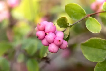Symphoricarpos d. 'Mother of Pearl' - 40-60 CM C2 - image 3