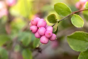 Symphoricarpos d. 'Mother of Pearl' - 40-60 CM C5 - image 3