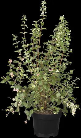 Symphoricarpos d. 'Mother of Pearl' - 40-60 CM C2 - image 1