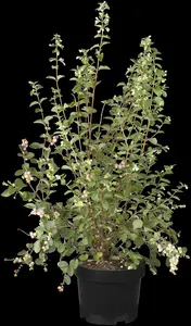 Symphoricarpos d. 'Mother of Pearl' - 40-60 CM C5 - image 4