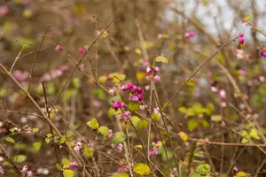Symphoricarpos orbiculatus