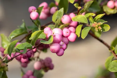 Symphoricarpos 'Ping Pong' - 30-40 CM C3 - image 2