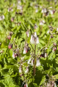 Symphytum grandiflorum