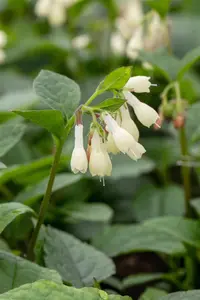 Symphytum grandiflorum - PLUG/CELGROWN 100 CEL TRAY - image 3