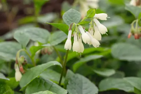 Symphytum grandiflorum - 2 Ltr pot - image 4