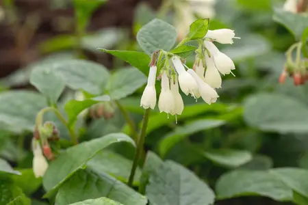 Symphytum grandiflorum - PLUG/CELGROWN 100 CEL TRAY - image 4