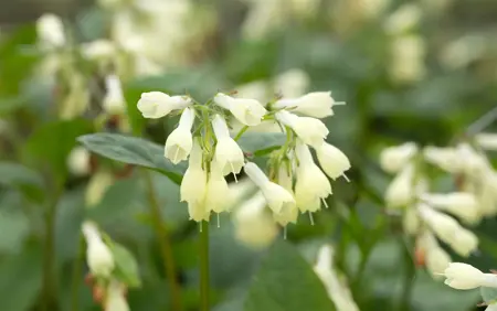 Symphytum grandiflorum - 2 Ltr pot - image 5