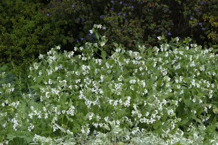Symphytum grandiflorum - 2 Ltr pot - image 2
