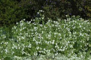 Symphytum grandiflorum - 2 Ltr pot - image 2