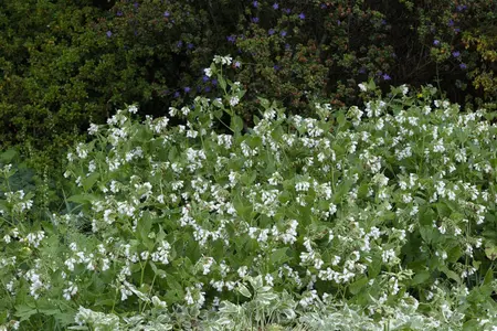 Symphytum grandiflorum - PLUG/CELGROWN 100 CEL TRAY - image 2