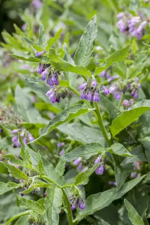 Symphytum officinale - P13 - image 3