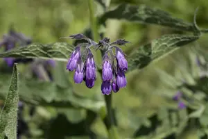 Symphytum officinale - P13 - image 5