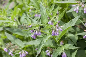 Symphytum officinale - P13 - image 2