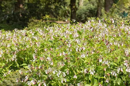Symphytum officinale - P13 - image 4