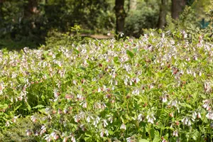 Symphytum officinale - P13 - image 4