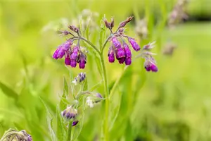 Symphytum officinale - P13 - image 5