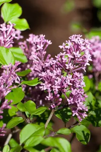 Syringa 'Bloomerang Dark Purple'? - 60-80 CM C10 - image 5