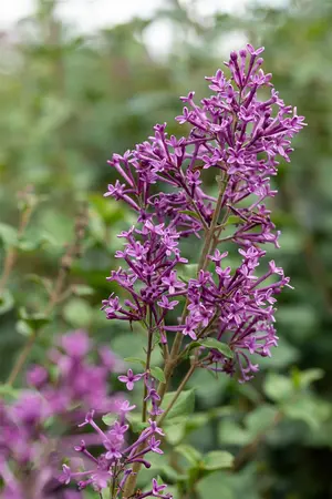 Syringa 'Bloomerang Dark Purple'? - 50-60 CM C12 - image 4