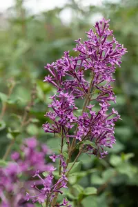 Syringa 'Bloomerang Dark Purple'? - 50-60 CM C12 - image 4