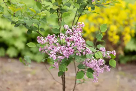 Syringa 'Bloomerang Dark Purple'? - 50-60 CM C12 - image 5