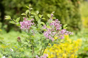 Syringa 'Bloomerang Dark Purple'? - 80-100 CM C20 - image 5