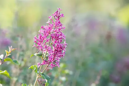Syringa 'Bloomerang Dark Purple'? - 60-80 CM C10 - image 3