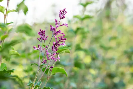 Syringa 'Bloomerang Dark Purple'? - 50-60 CM C12 - image 3