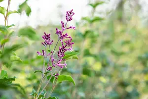 Syringa 'Bloomerang Dark Purple'? - 50-60 CM C12 - image 3