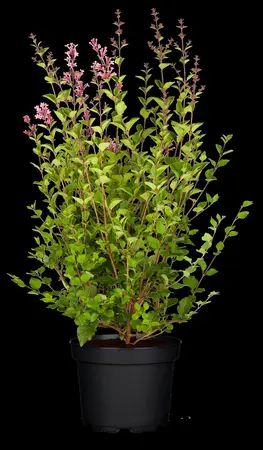 Syringa 'Bloomerang Dark Purple'? - 60-80 CM C10 - image 2
