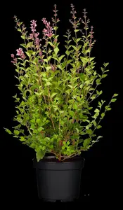 Syringa 'Bloomerang Dark Purple'? - 60-80 CM C10 - image 2