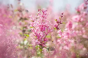 Syringa 'Bloomerang? Pink Perfume' - 20 Ltr pot - image 2