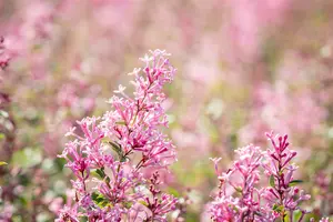 Syringa 'Bloomerang? Pink Perfume' - 20 Ltr pot - image 5