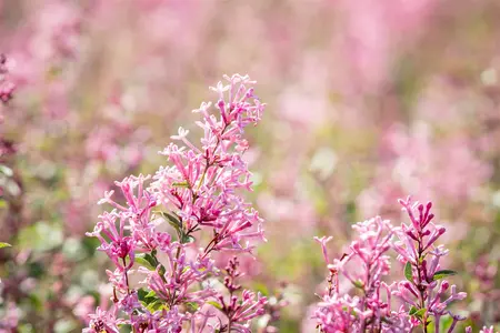 Syringa 'Bloomerang? Pink Perfume' - 90 CM STEM C25 - image 5