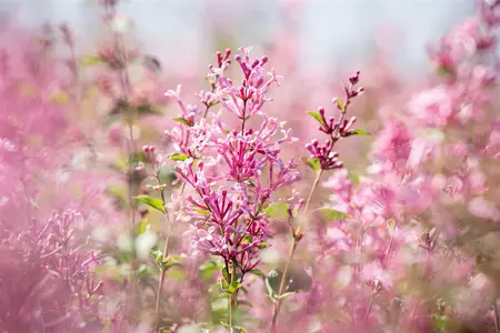 Syringa 'Bloomerang? Pink Perfume' - 60-80 CM RB - image 1